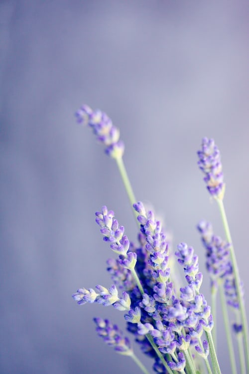 9 Ways To Use Lavender Essential Oil
